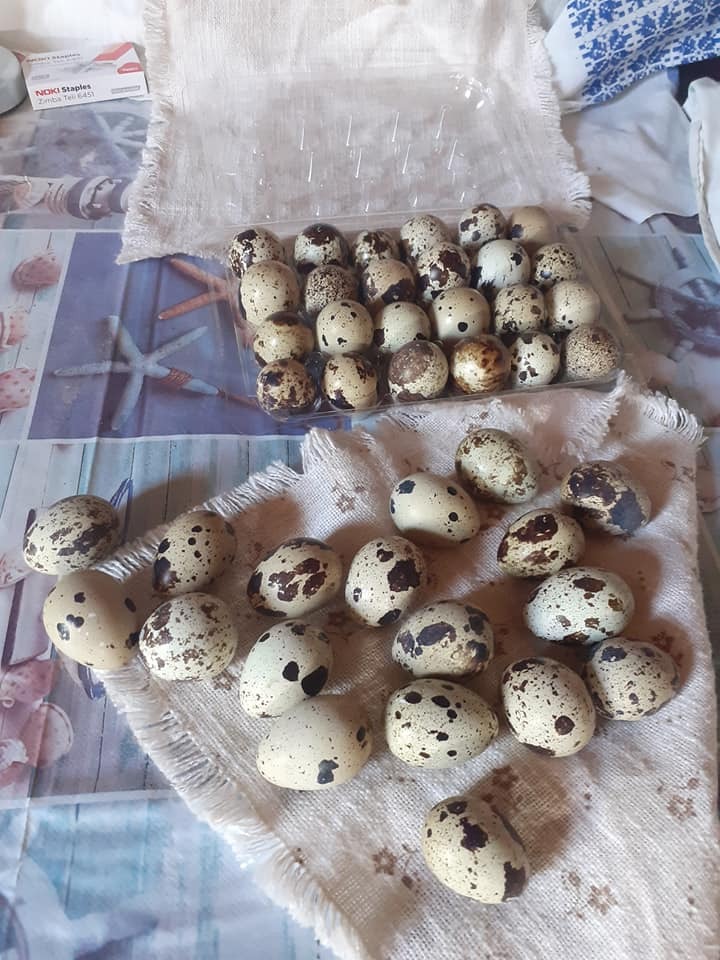 Quails and eggs Vaduri Neamt