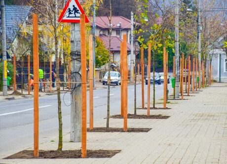 În ultimii 3 ani, Primăria Piatra-Neamț a plantat peste 10.000 de copaci în oraș