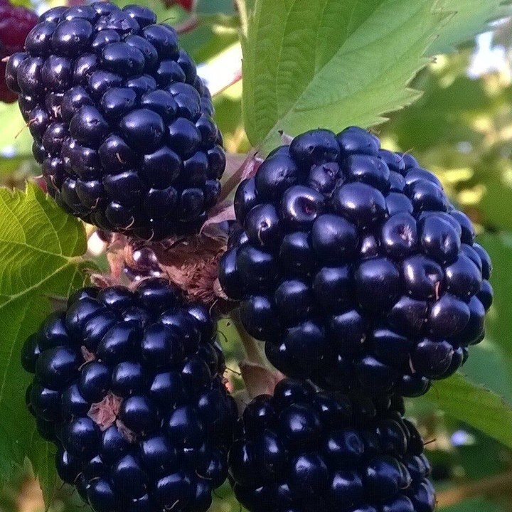 Blackberries Filioara -blackberries and products made from blackberries
