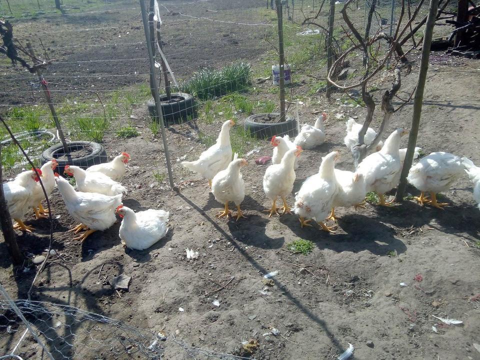Carmen Focşaneanu - Chicken breeding
