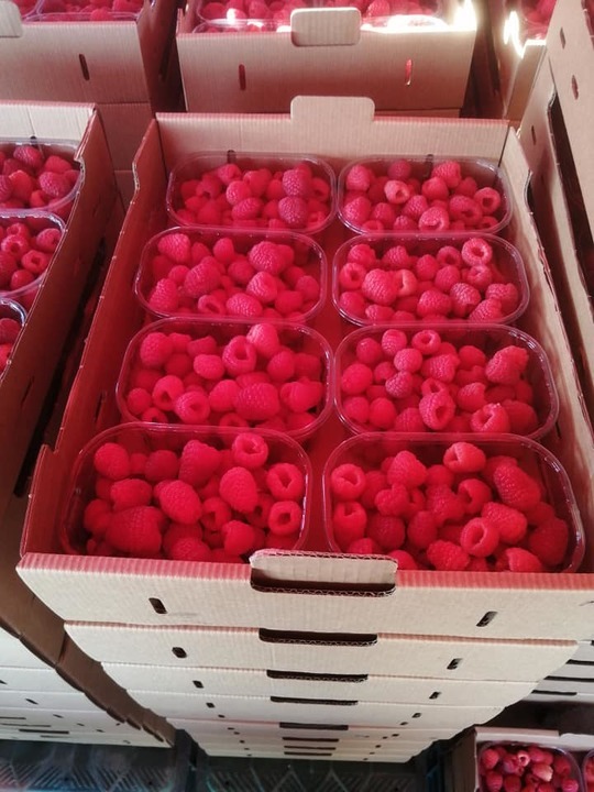 Paul Lapusneanu - premium quality raspberries
